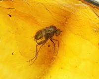 Bernsteinschmuck mit Inkluse